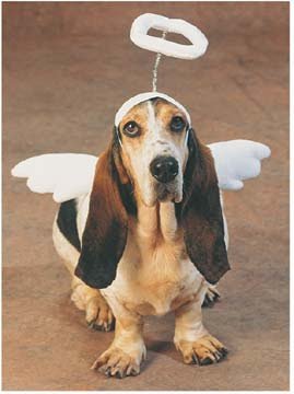 dog+angel.jpg