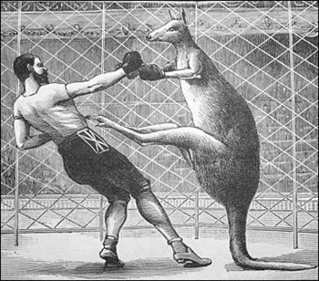 kangaroo-boxing.jpg