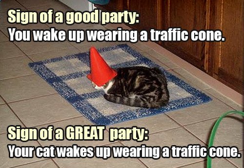 lolcat-wearing-traffic-cone.jpg