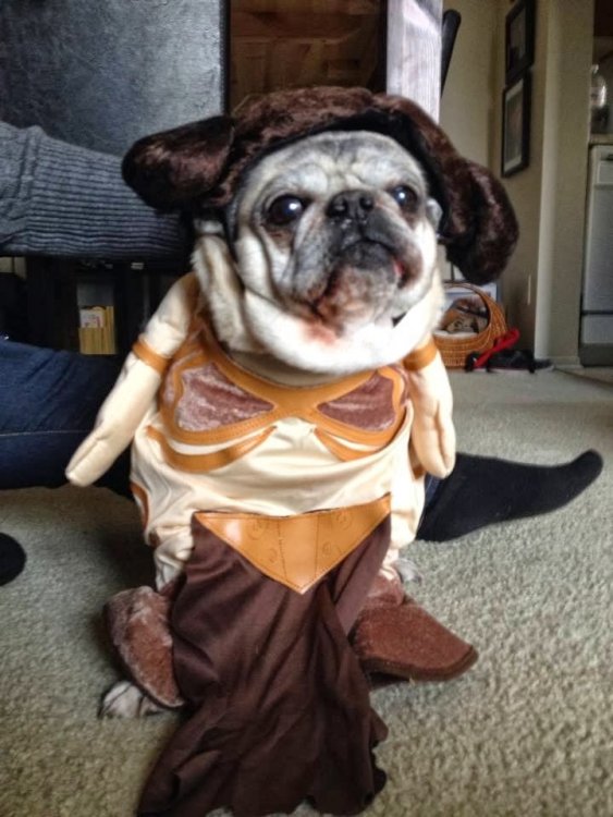 leia.jpg