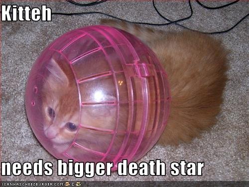 funny-pictures-kitten-needs-bigger-death-star.jpg