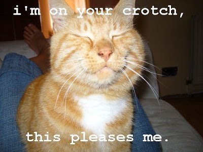 crotchcat.jpg