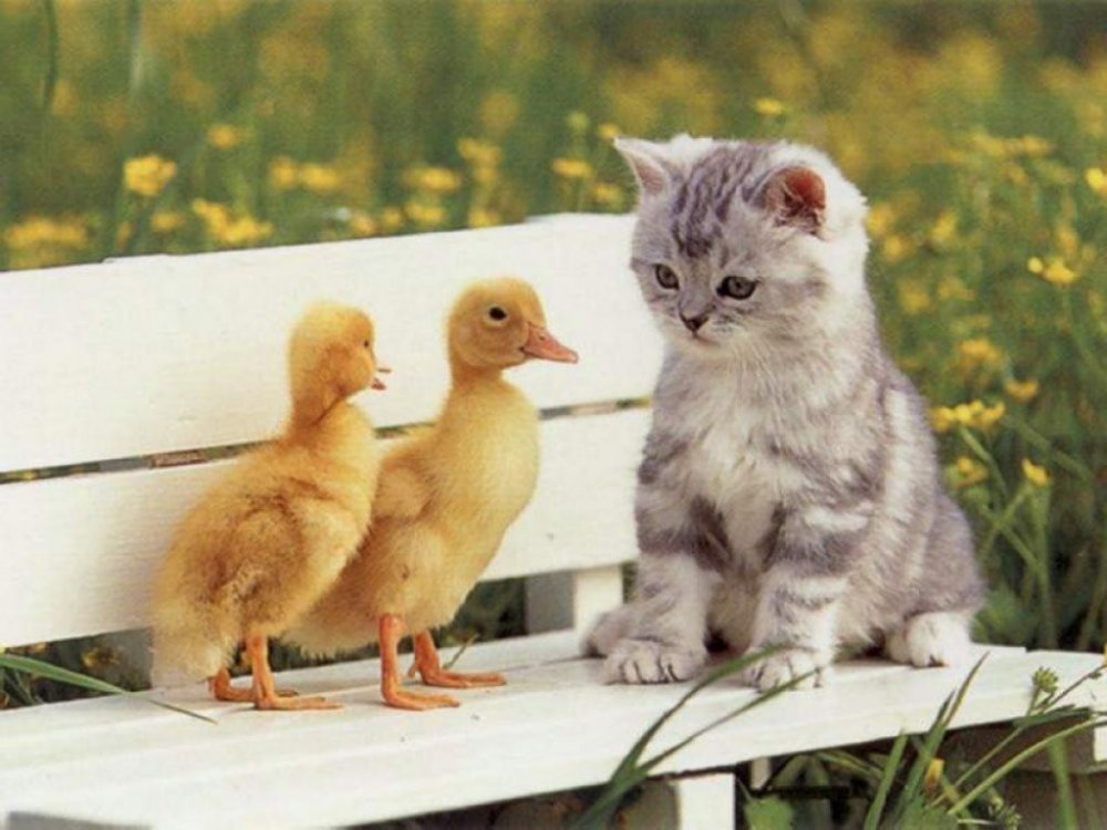 Birds+and+Cat.jpg