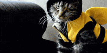 tumblr_lt0vk1HLsR1qln00mo1_400.gif