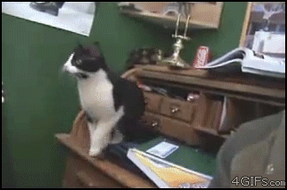 Cat_jumps.gif