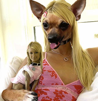 funny_dog_gif+1.gif