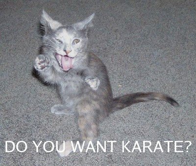 do-you-want-karate-cat-cats-kitten-kitty-pic-picture-funny-lolcat-cute-fun-lovely-photo-images.jpg