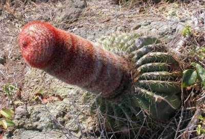 penis+cactus.jpg
