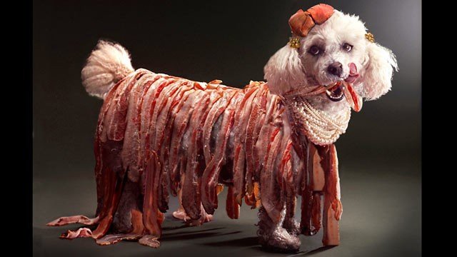 ht_lazy_gaga_dog_in_bacon_thg_121119_wg.jpg