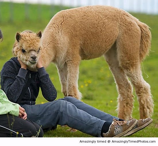 Alpaca-head-resizecrop--.jpg
