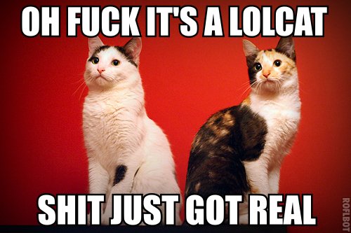 fuck_its_a_lolcat.jpg