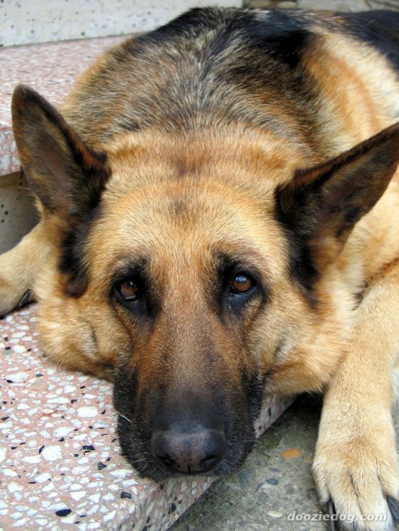 German-Shepherd-27.jpg