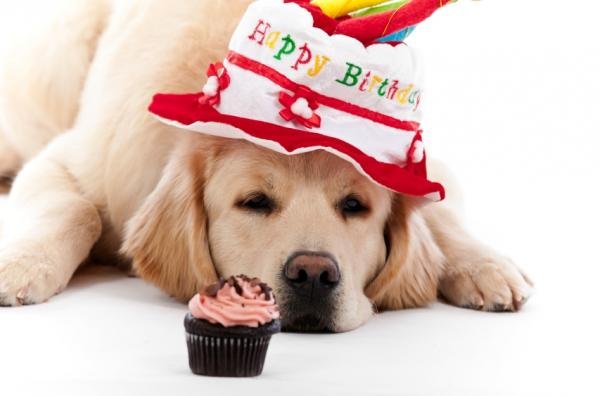 90552-600x396-birthday_dog.JPG