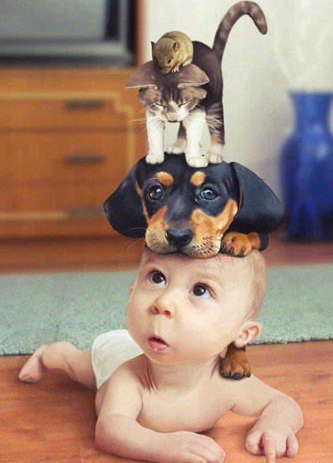 a.aaa-A-dog-a-cat-and-a-mouse-clim.jpg