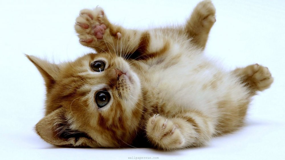 cats-animals-kittens-background-us.jpg
