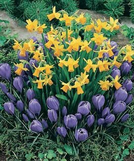 crocus-270.jpg