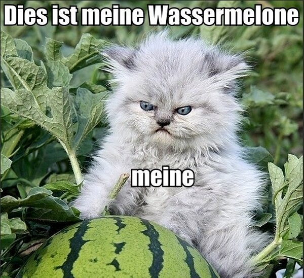 dies-ist-meine-wassermelone-German-watermelon-kitten-.jpg