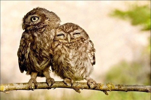 animals-bird-couple-cute-hug-love-Favim.com-57932_large.jpg?1306607396