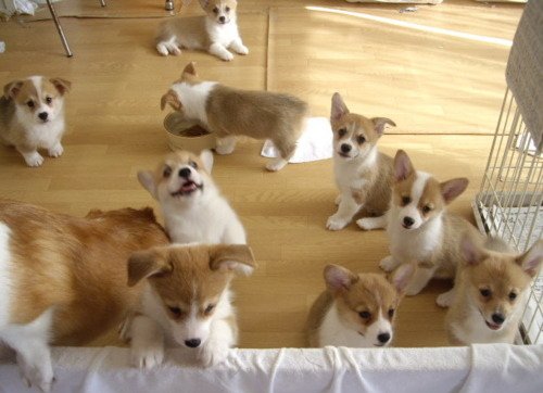 baby-corgi-cute-dog-doggy-love-Favim.com-87709.jpg