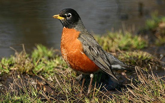 2012314184155_robin.jpg