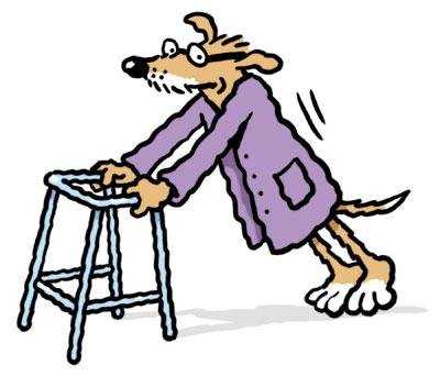 old_dog_with_zimmer_frame_516435.jpg