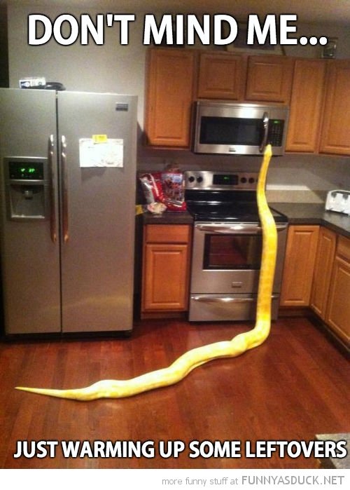 funny-snake-kitchen-cupboard-heating-up-left-overs-pics.jpg