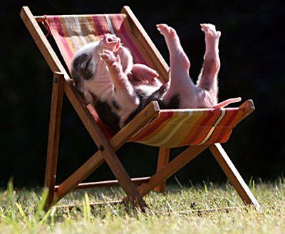 funny_pig_just_chillin.jpg