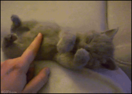 funny-animated-gifs-sleepy-kitten.gif