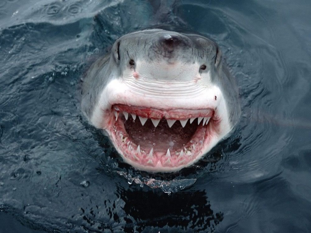 great-white-shark-smile-12.jpg