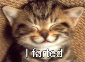 lolcat_farted-300x217-1.jpg