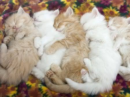 group-kitten-hugs_zps77911cec.jpg