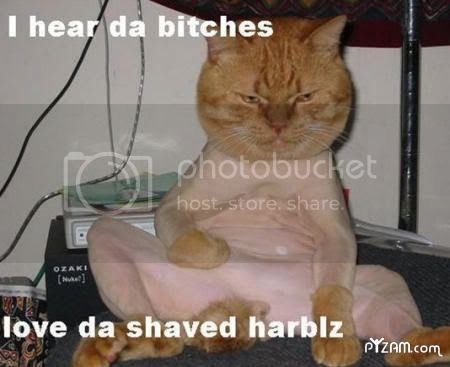 Cat-ShavedBalls.jpg
