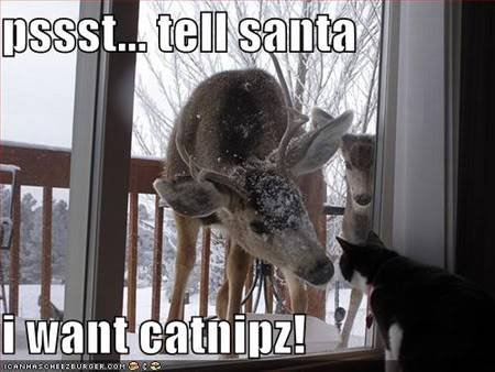 lolcats_xmas1-1.jpg