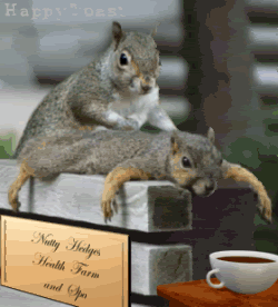 MassagingSquirrels.gif