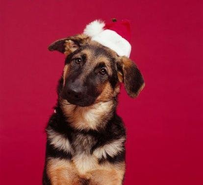 Confused-German-Shepherd-christmas-428793_414_378.jpg