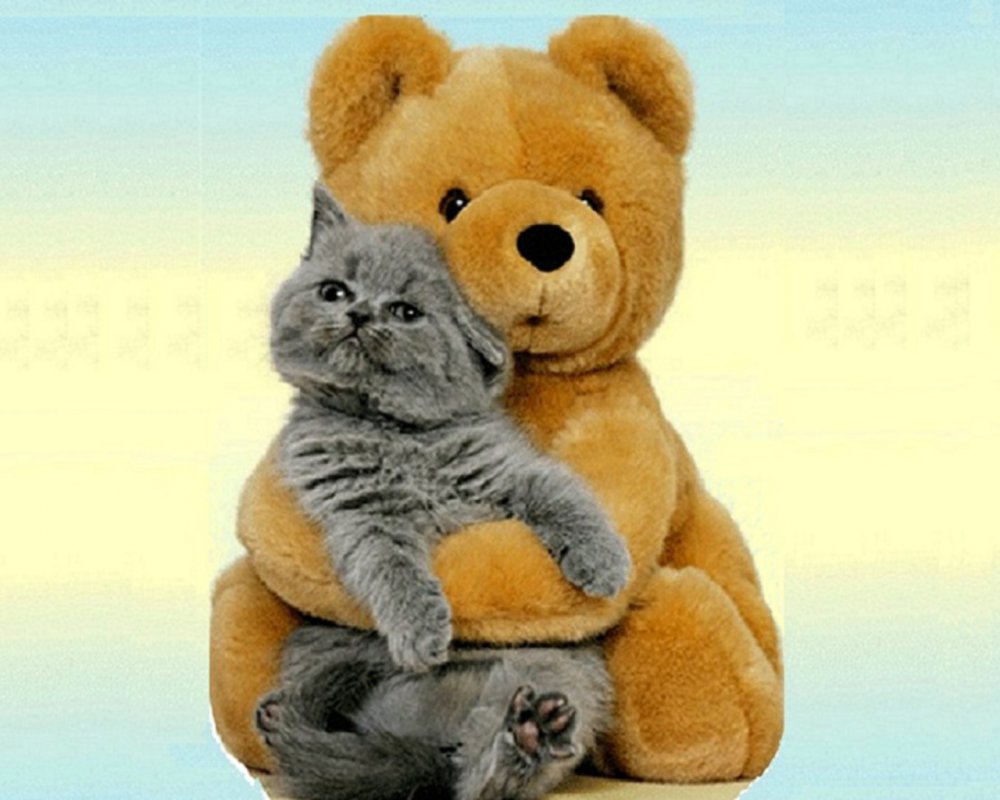 Bear-and-Cat-Wallpaper-cats-28362989-1280-1024.jpg