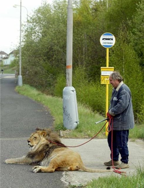 strange_pet_walking_640_05.jpg