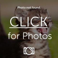 500x_fuck_you_cat_shutterstock_1230.jpg