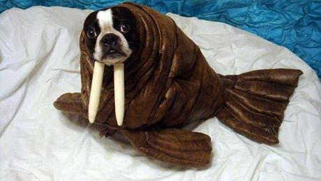 worlds-strangest-halloween-costumes-for-dogs-L-aht7Ko.jpeg