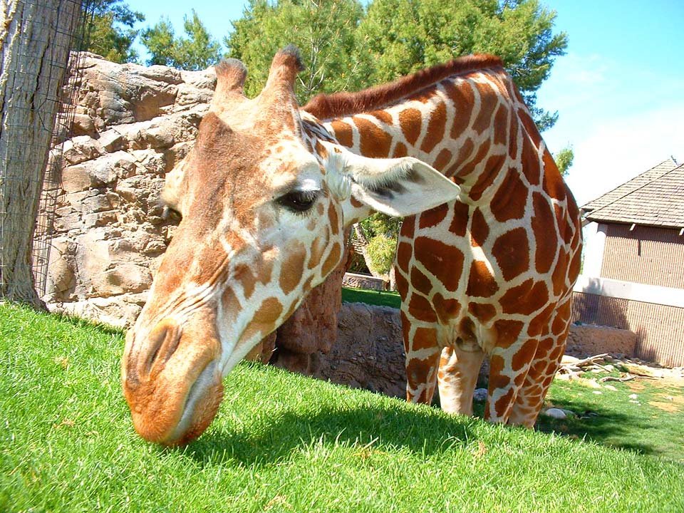 zoo-giraffe-funny-angle.jpg