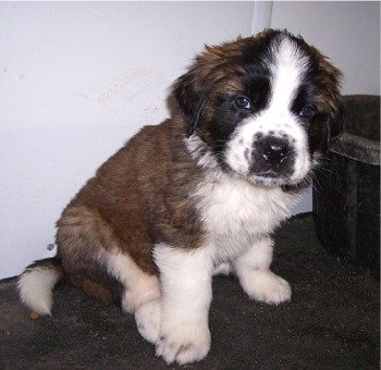 saintbernard_p001.jpg