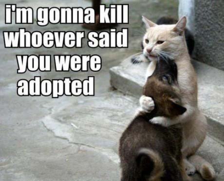 cat-hugs-dog.jpg