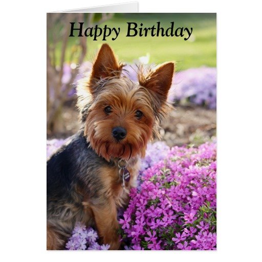 yorkshire_terrier_dog_photo_happy_birthday_card-rfd437c9fbacf4dc9b61085c0dd21bedf_xvuat_8byvr_512.jpg