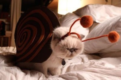 animals-bed-cat-halloween-kitty-cat-Favim.com-169794.jpg