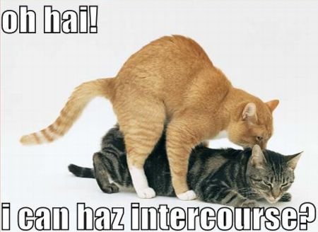 icanhasintercourse1.jpg