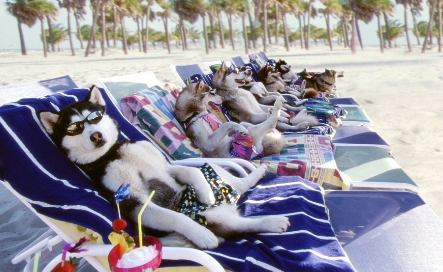 sunbathing-dogs.jpg