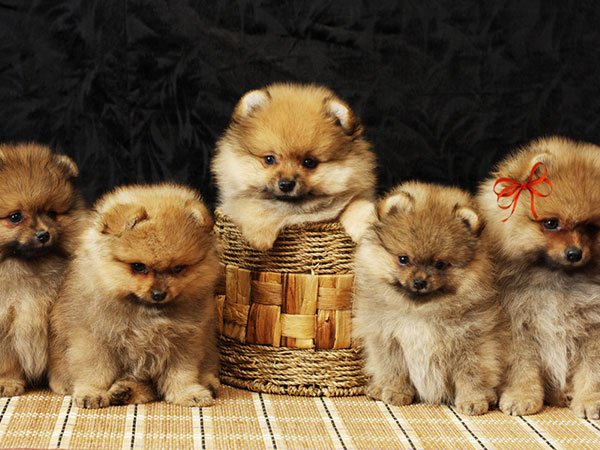 puppies-photos.jpg