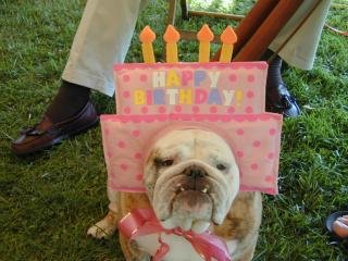 birthdaydog.jpg