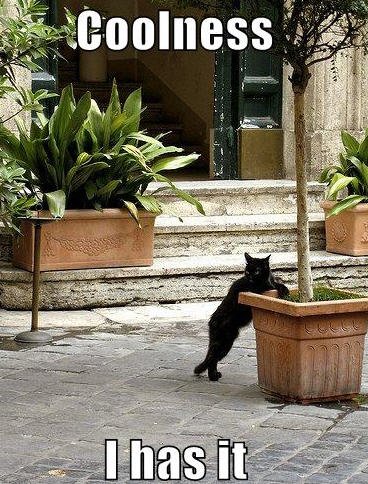 lolcats-coolness-i-has-it.jpg