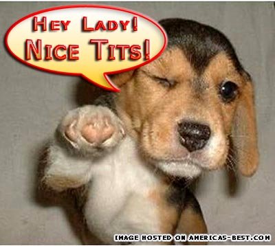 pics_nice-tits-dog.jpg